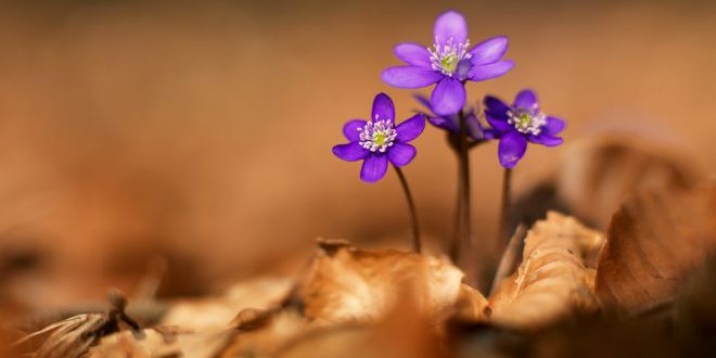 Jarní květiny – fotogalerie prvních květů jara